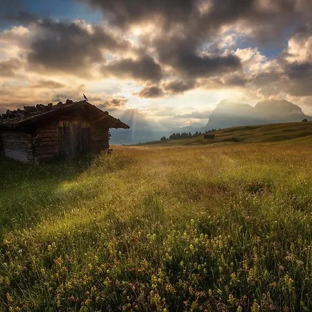 Goldknopf Alpe Di Siusi
